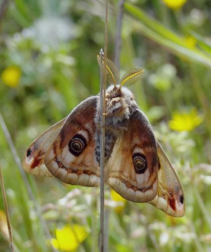 Réf. 246 515 : Saturnia sp.